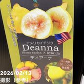 フェイジョア クーリッジ 8号｜s200｜果樹04-PA | 果樹 | 赤塚植物園