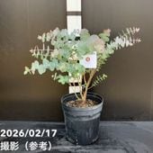 斑入りパキラ ミルキーウェイ 5号｜観葉04-PA | 観葉・多肉,パキラ