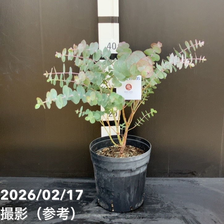 ユーカリ シルバーダラー 6号｜花木10-TU