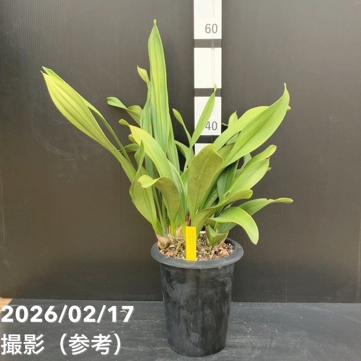 ＜花芽4個以上＞デボニアナム 6号｜ミツバチ蘭｜洋蘭10-TU