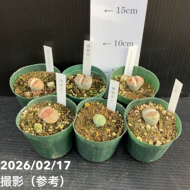 リトープス ６品種セット