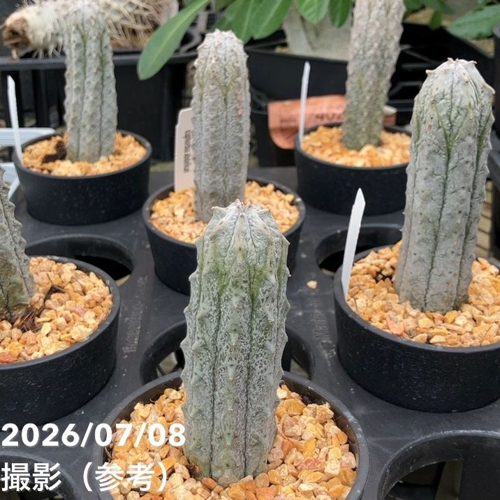 ユーフォルビア アプデルクリ 3.5号|観葉10-TU