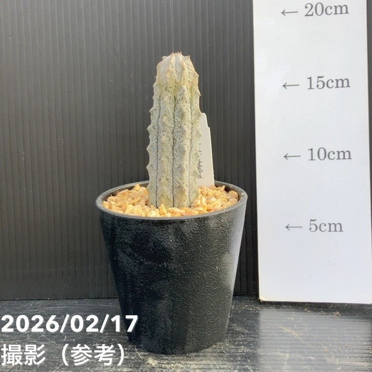 ユーフォルビア アプデルクリ 3.5号｜観葉10-TU