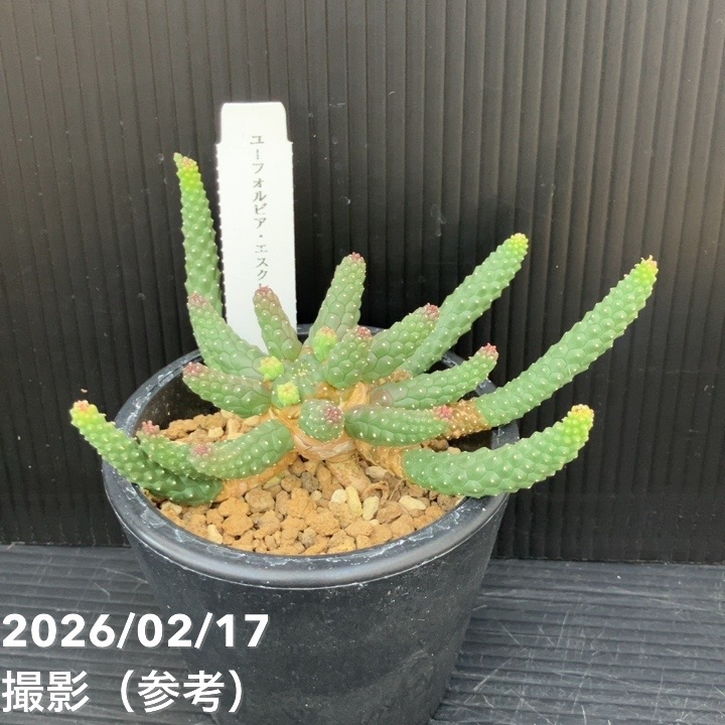 ユーフォルビア エスクレンタ エンマキリン