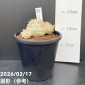 現品お届け】リューコスペルマム サクセスフル 7号｜花木10-TU | 花木