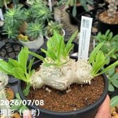 激レア！現品お届け】コーヒーの木 4号 斑入り プラ鉢（S230）｜観葉02