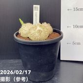 現品お届け】アフリカ亀甲竜 9号｜観葉10-TU | 観葉・多肉 | 赤塚