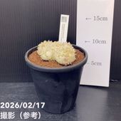 現品お届け】モンステラ デリシオサ 矮性 4号 プラ鉢（Mi-7）｜観葉04