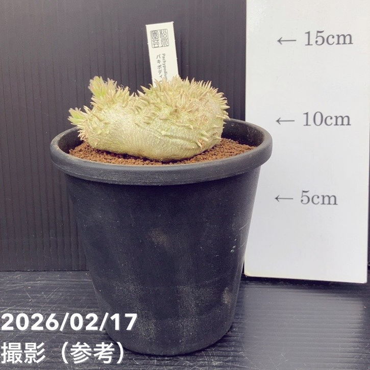 パキポジウム 恵比寿笑い