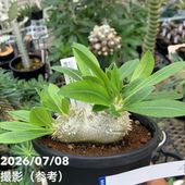 決算P5倍！10%OFF！8/2まで】ユーフォルビア パイナップルコーン