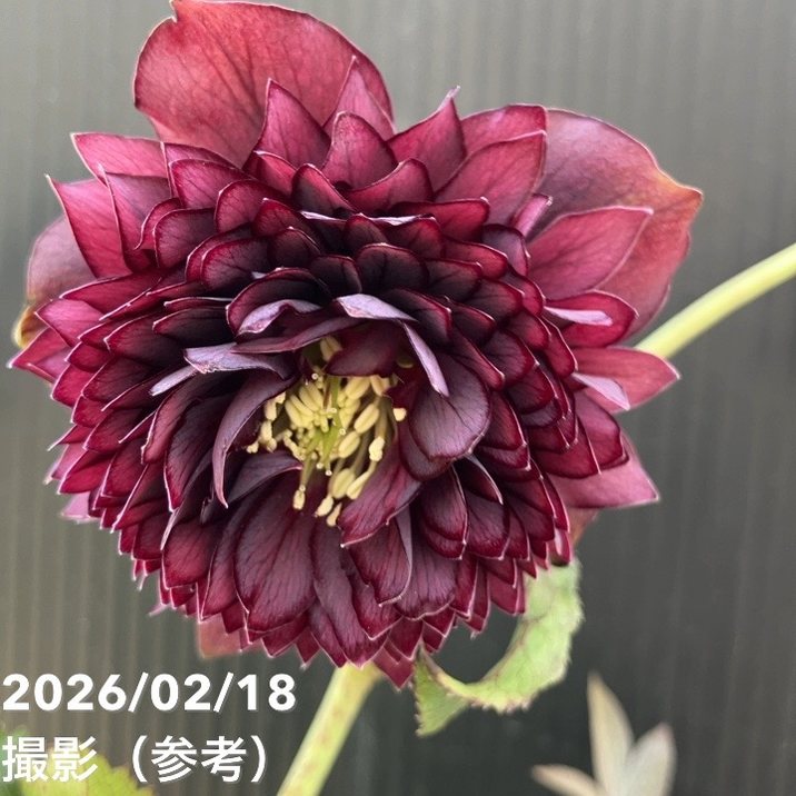 草花,クリスマスローズの購入なら赤塚植物園オンライン 花の音｜花苗