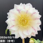 お買い得一点物咲き進み株】加藤農園 セミダブル系多弁クリスマス