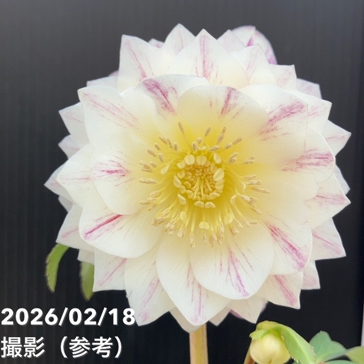 【お買い得一点物咲き進み株】広瀬園芸 クリスマスローズ 4.5号（HR31）｜山野04-PA