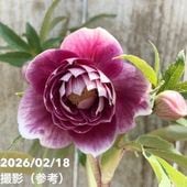 一点物】広瀬園芸 クリスマスローズ 4.5号（HR36）｜山野04-PA | 草花