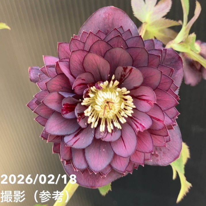 【お買い得一点物咲き進み株】広瀬園芸 クリスマスローズ 4.5号（HR34）｜山野04-PA