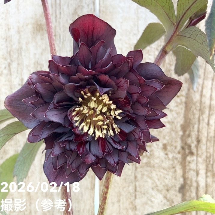 一点物】広瀬園芸 クリスマスローズ 4.5号（HR35）｜山野04-PA | 草花