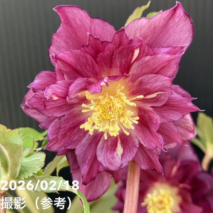 草花,クリスマスローズ,クリスマスローズ一点物の購入なら赤塚植物園