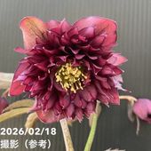 お買い得一点物咲き進み株】加藤農園 クリスマスローズ グロッシー