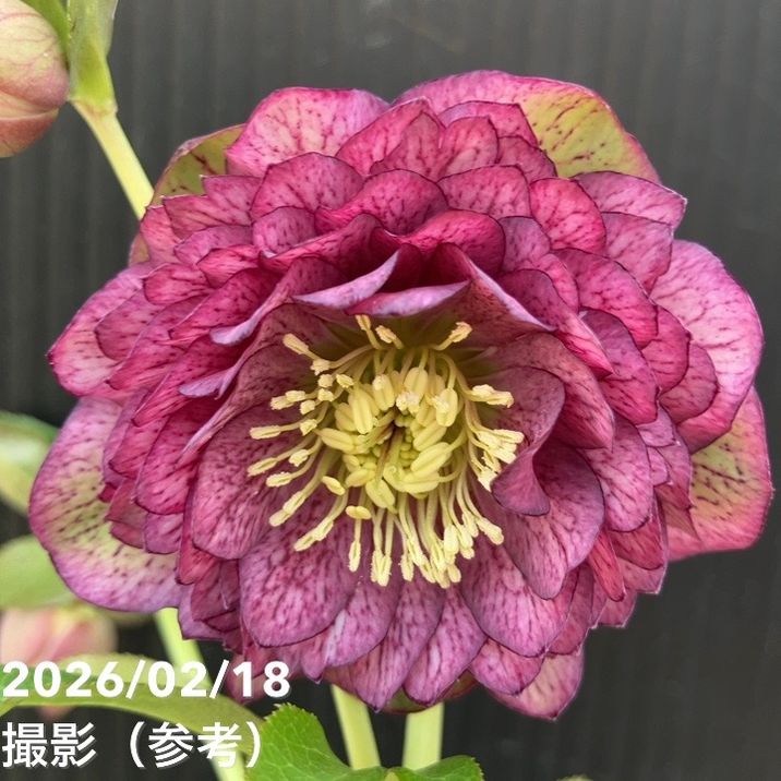 草花,クリスマスローズ,クリスマスローズ一点物の購入なら赤塚植物園