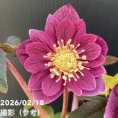 一点物】広瀬園芸 クリスマスローズ 4.5号（HR35）｜山野04-PA | 草花