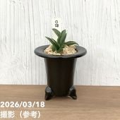 現品お届け】豊明園 万年青 オモト 新生殿（しんせいでん） 松竹梅鉢