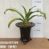 決算P5倍！10%OFF！8/2まで】【現品お届け】豊明園 万年青 オモト 大八
