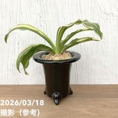 現品お届け】豊明園 万年青 オモト 千代田の松 陶器鉢（O33）｜観葉10