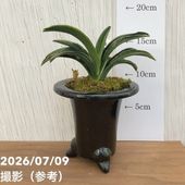 決算P5倍！10%OFF！8/2まで】【現品お届け】豊明園 万年青 オモト