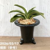 現品お届け】豊明園 万年青 オモト 福包（ふくづつみ） 江戸鶴鉢（O42