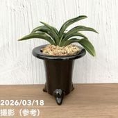 現品お届け】豊明園 万年青 オモト 関白 陶器鉢（O15）｜観葉10-TU