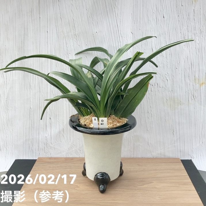 観葉・多肉,万年青（オモト）の購入なら赤塚植物園オンライン 花の音