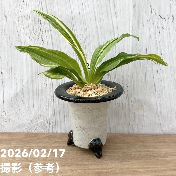 観葉・多肉,万年青（オモト）の購入なら赤塚植物園オンライン 花の音