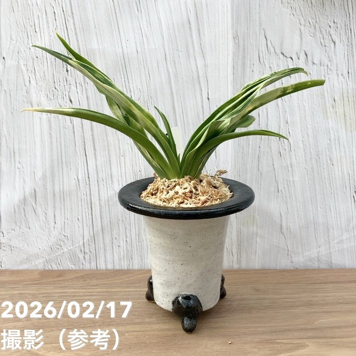 現品お届け】豊明園 万年青 オモト 叢雲（むらくも）陶器鉢（O63