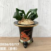 現品お届け】豊明園 万年青 オモト 海龍獅子実生（かいりゅうじし） 龍