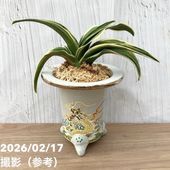 現品お届け】豊明園 万年青 オモト 海龍獅子実生（かいりゅうじし） 龍