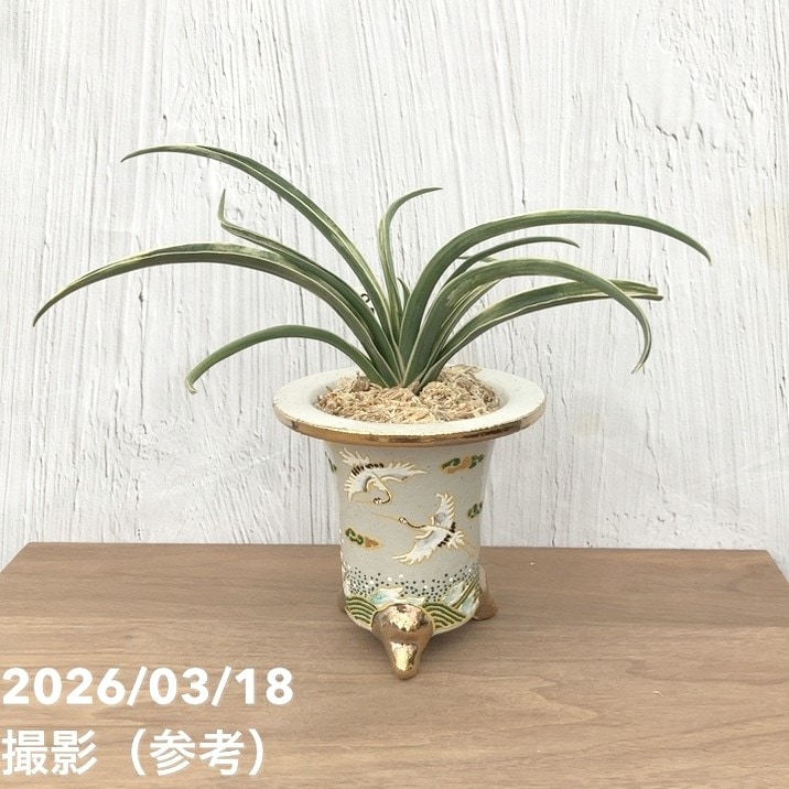 【現品お届け】豊明園 万年青 オモト 雪雷（せつらい）錦鉢（O67）｜観葉10-TU