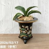 現品お届け】豊明園 万年青 オモト 秋津島（あきつしま） 鶴青海波白鉢