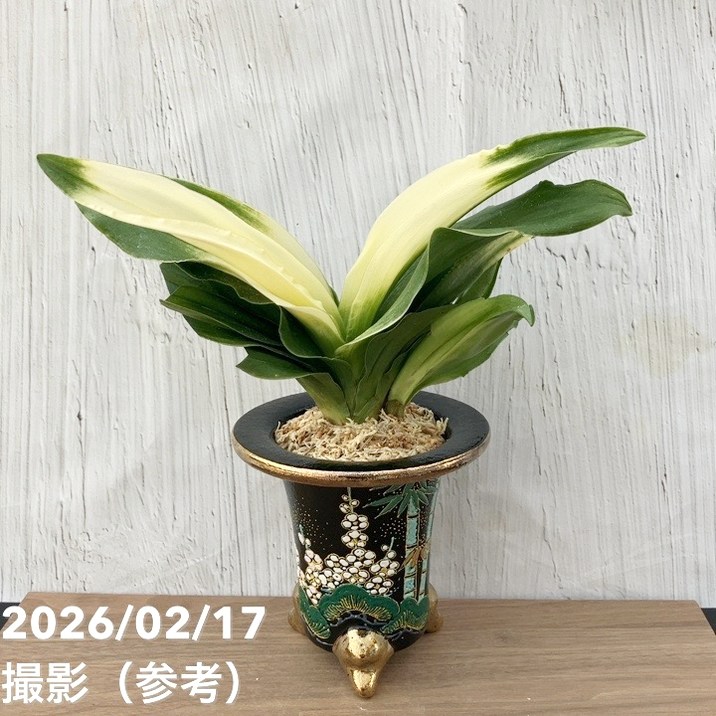 現品お届け】豊明園 万年青 オモト 福の光（ふくのひかり）錦鉢（O71