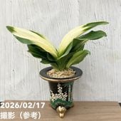 現品お届け】豊明園 万年青 オモト 雪雷（せつらい）錦鉢（O67）｜観葉