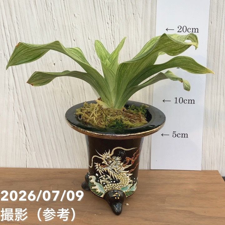 観葉・多肉,万年青（オモト）の購入なら赤塚植物園オンライン 花の音