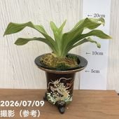 受賞歴多数！椎名洋ラン園のミディ胡蝶蘭 5本立ち ※送料込｜洋蘭10-SI