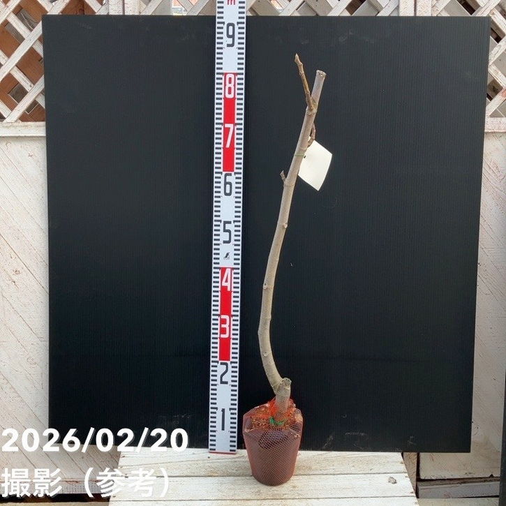 果樹,[珍しい果樹]の購入なら赤塚植物園オンライン 花の音｜花苗