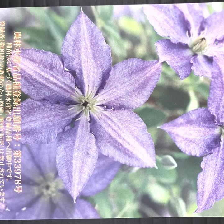 草花,クレマチスの購入なら赤塚植物園オンライン 花の音｜花苗