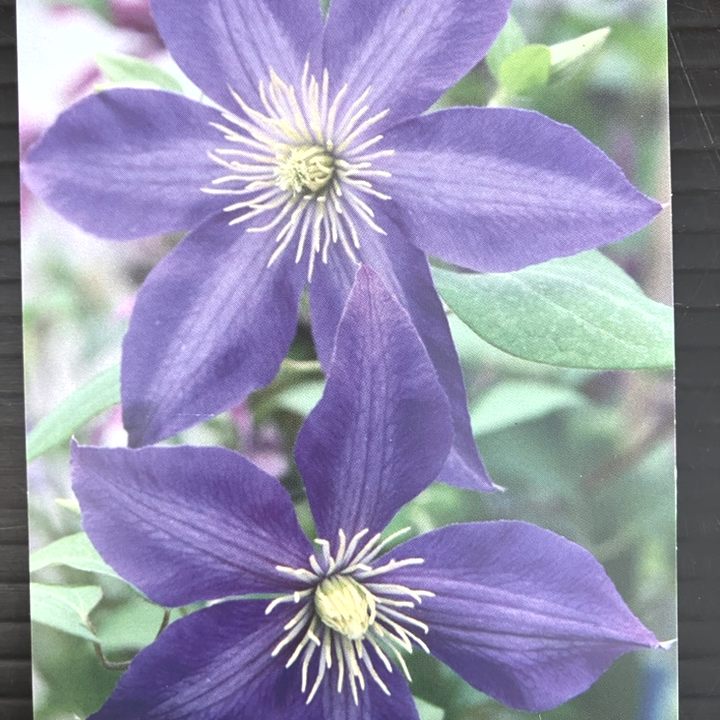 草花,クレマチスの購入なら赤塚植物園オンライン 花の音｜花苗