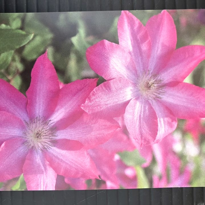 草花,クレマチスの購入なら赤塚植物園オンライン 花の音｜花苗