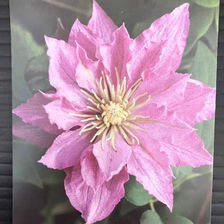 草花,クレマチスの購入なら赤塚植物園オンライン 花の音｜花苗