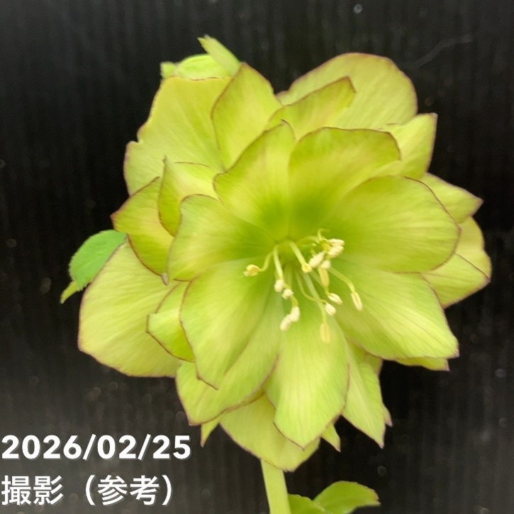 【お買い得一点物咲き進み株】吉田園芸 クリスマスローズ ピエラ 4.5号（YO1）｜山野04-PA