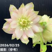 一点物】広瀬園芸 クリスマスローズ 4.5号（HR42）｜山野04-PA | 草花