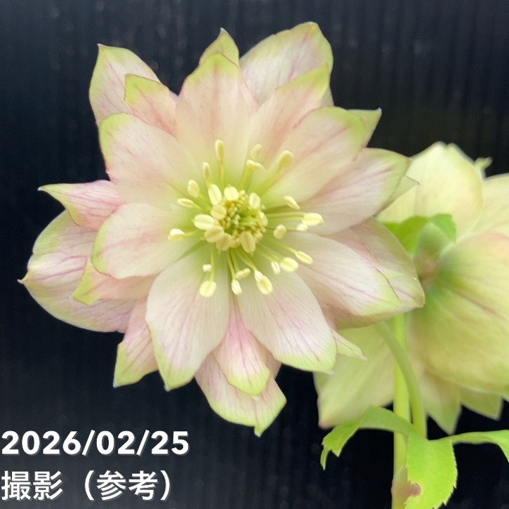 一点物】吉田園芸 クリスマスローズ ピエラ 4.5号（YO2）｜山野04-PA