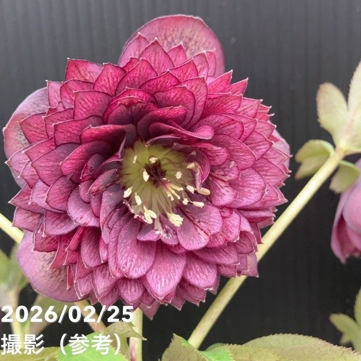 草花,クリスマスローズの購入なら赤塚植物園オンライン 花の音｜花苗